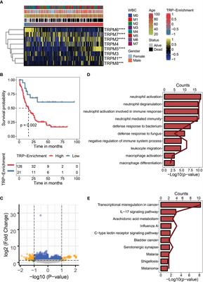 A transient receptor potential channel-related model based on machine learning for evaluating tumor microenvironment and immunotherapeutic strategies in acute myeloid leukemia